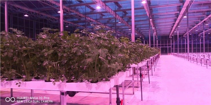 Hydroponic Growing Agricultural Greenhouse