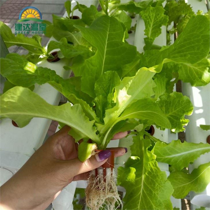 Indoor Lettuce Growing System