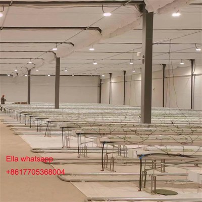 Jordfri dyrkingstomat