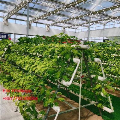 Salat drivhus