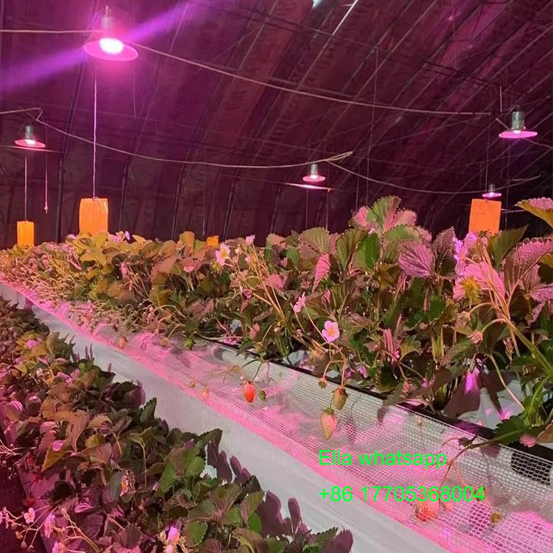 growing light growing light